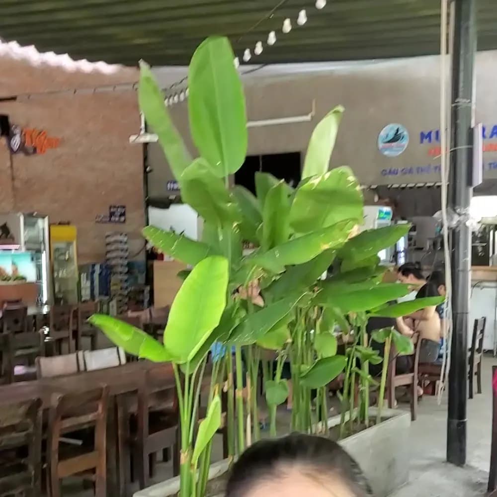 Bầu không khí